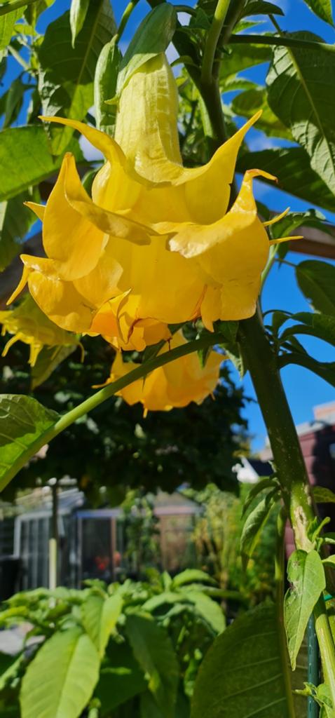 Brugmansia/Engelentrompet Angels swingtime, Ophalen, Overige soorten, Volle zon