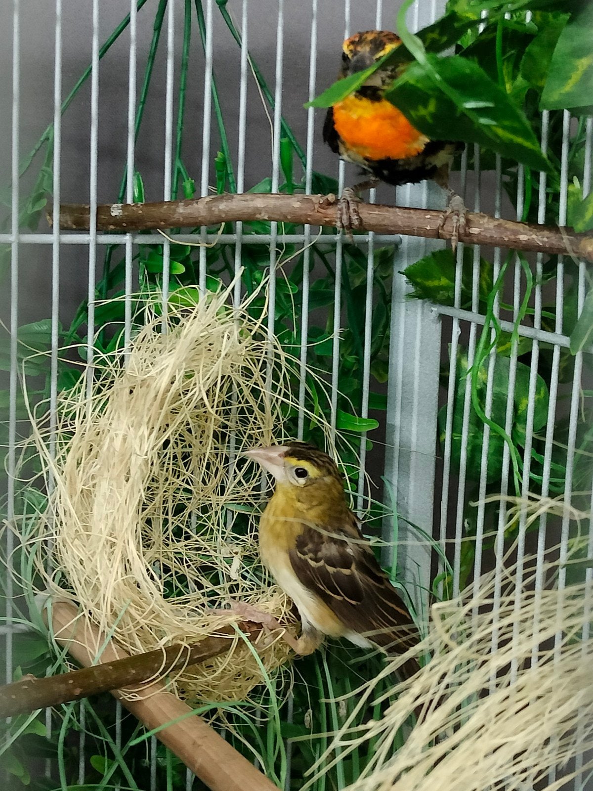 koppel oranje/vlammen wevers, Meerdere dieren