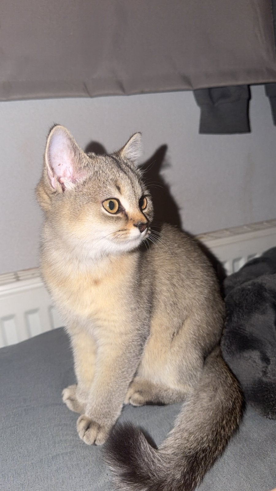 Britse korthaar x golden shaded, Dieren en Toebehoren, Poes