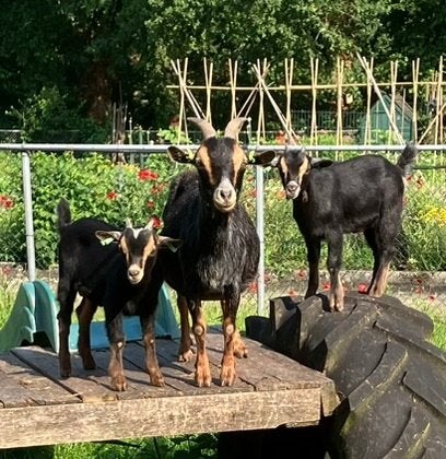 Dwerggeit met geit- en boklam, Dieren en Toebehoren, Meerdere dieren, Geit, 0 tot 2 jaar