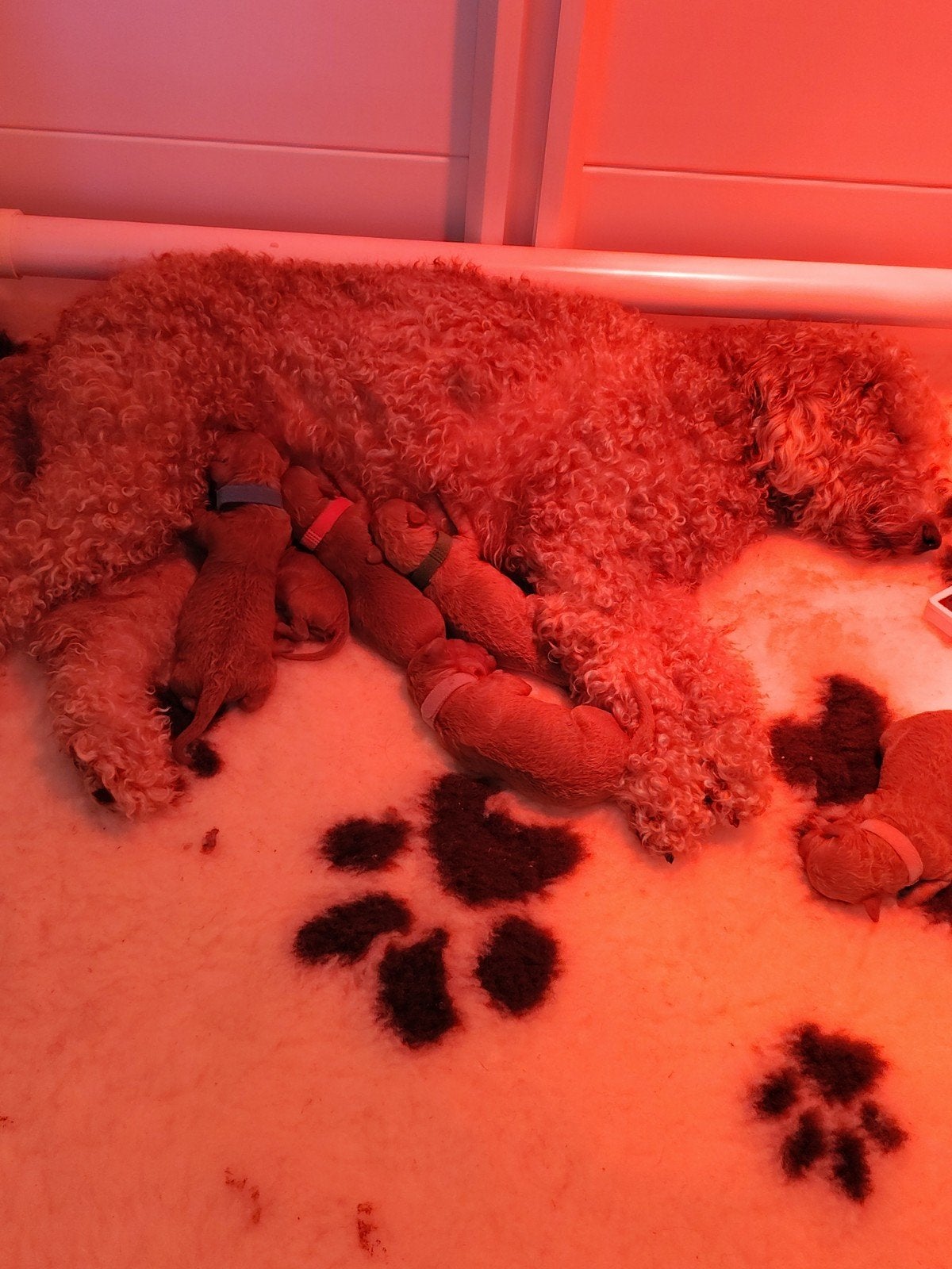 mini Labradoodle pups, 8 tot 15 weken, CDV (hondenziekte), Meerdere, Meerdere dieren