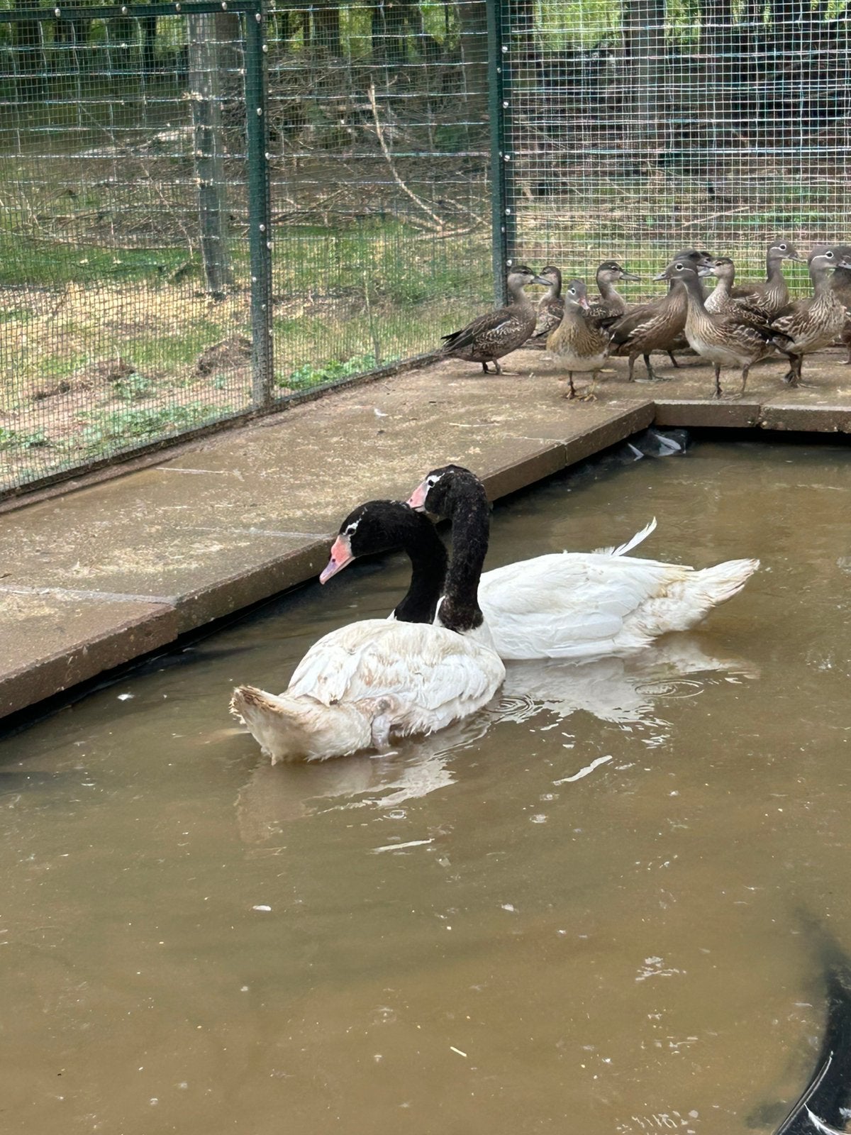 Zwarthals zwanen 2026, Dieren en Toebehoren, Pluimvee, Meerdere dieren, Gans of Zwaan