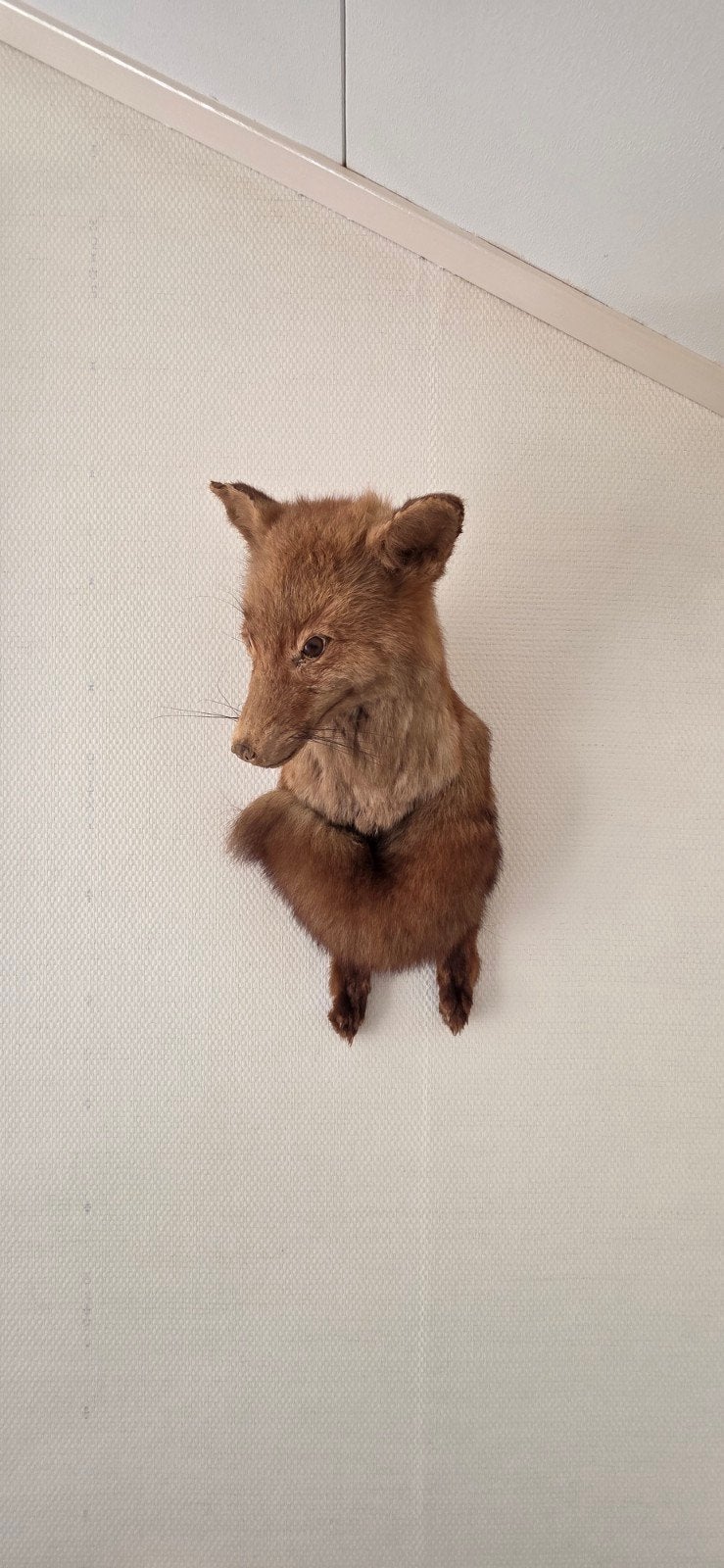 opgezette vossenkop , wandpreparaat , taxidermie, Huis en Inrichting, Ophalen