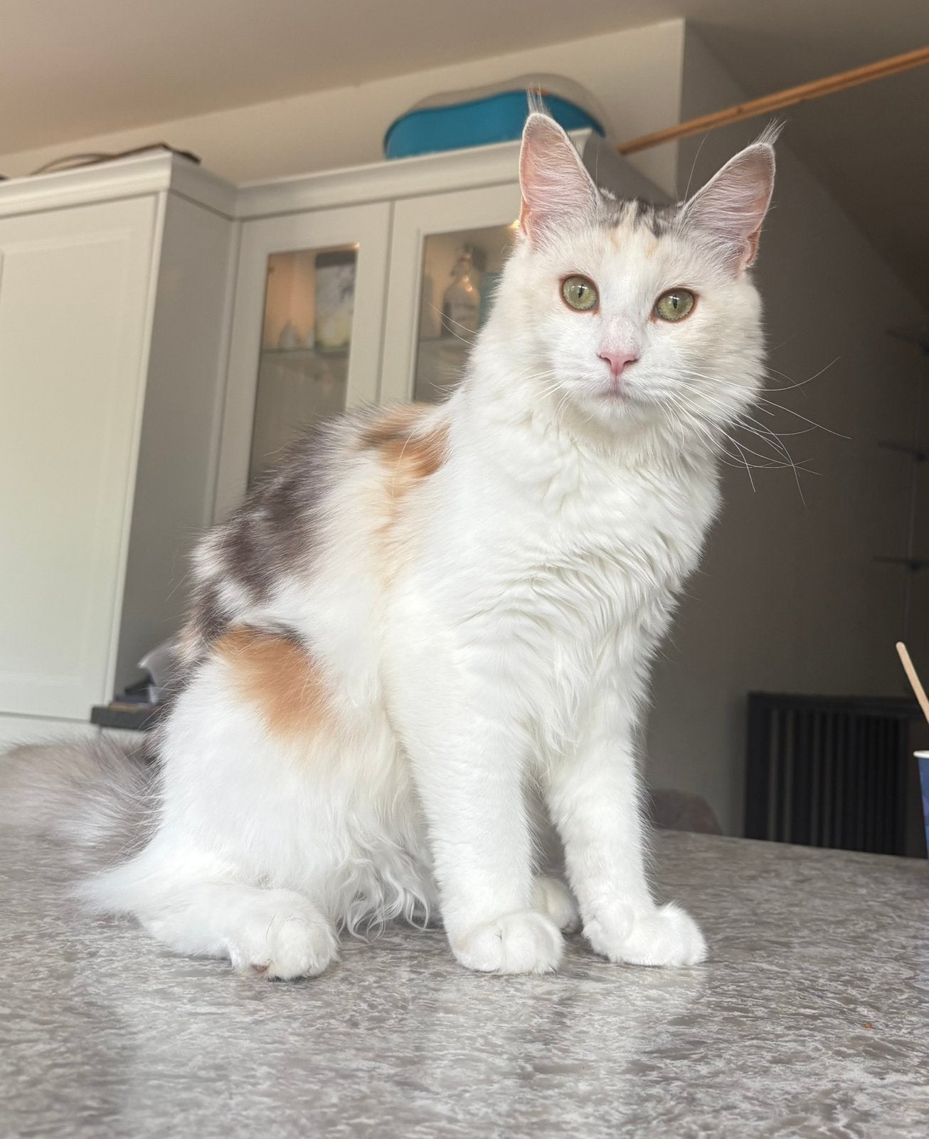 Mooie maine coon poes met stamboom van 10 maanden., Dieren en Toebehoren, Katten en Kittens | Raskatten | Langhaar, Poes, Met stamboom