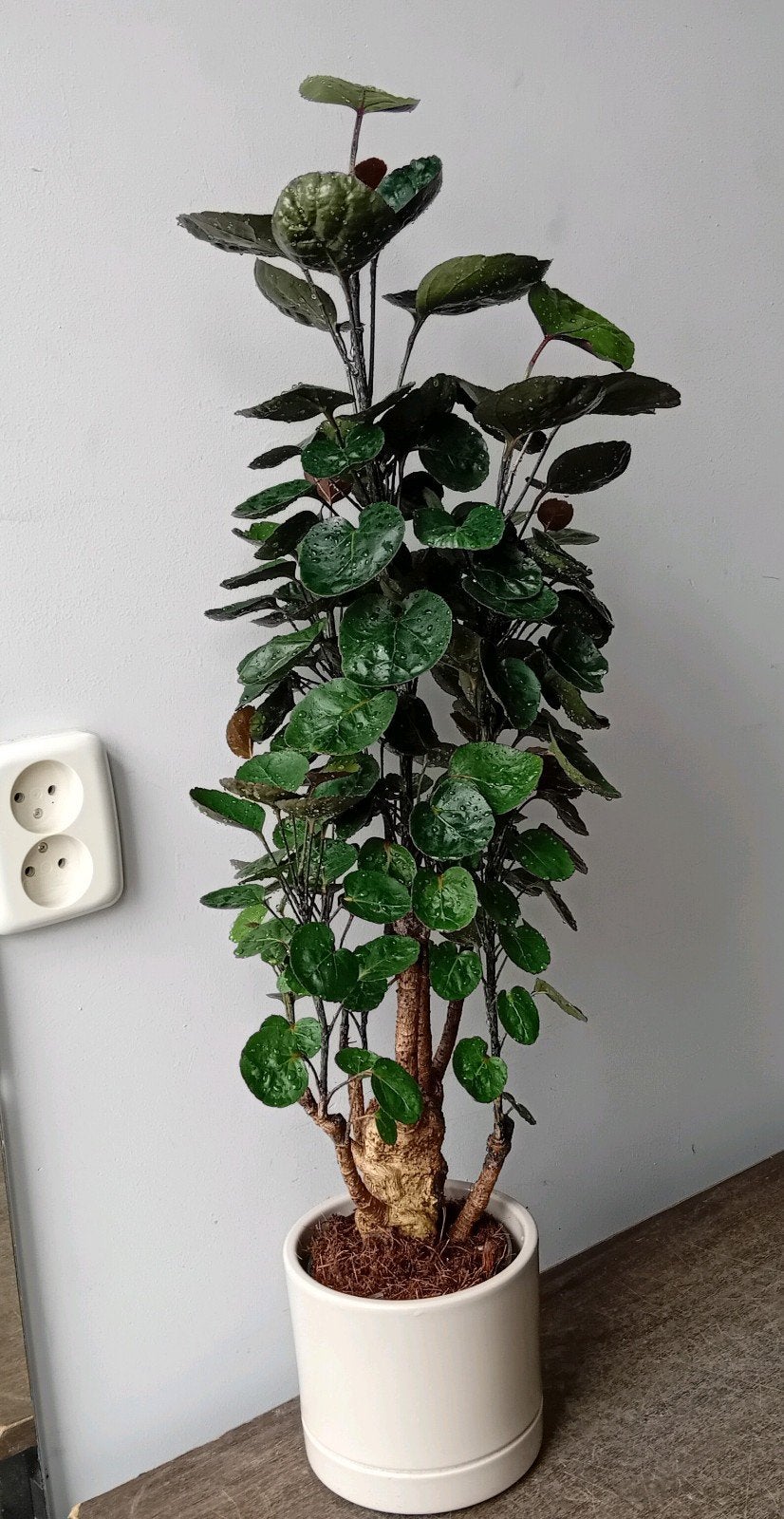 Polyscias boom 70cm  evt sierpot 2eu, Huis en Inrichting, Kamerplanten, Ophalen, Volledige schaduw, Overige soorten, In pot