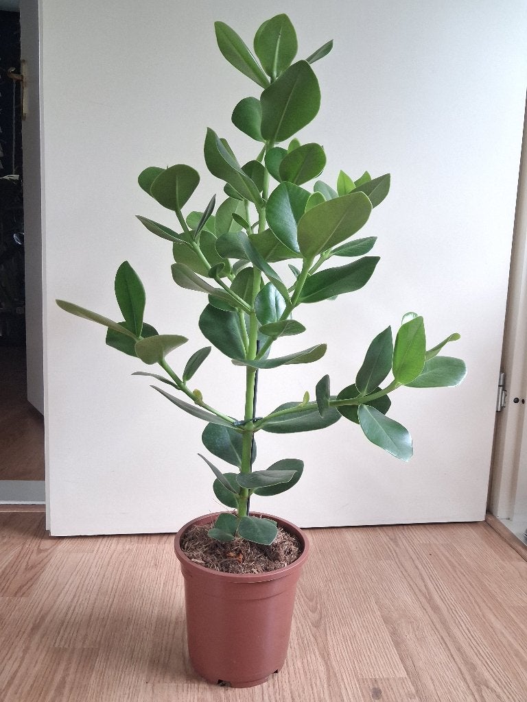 Clusia Rosea 'Princess' - Handtekeningenboom H: 78 cm., Ophalen, Vetplant, Halfschaduw, Minder dan 100 cm