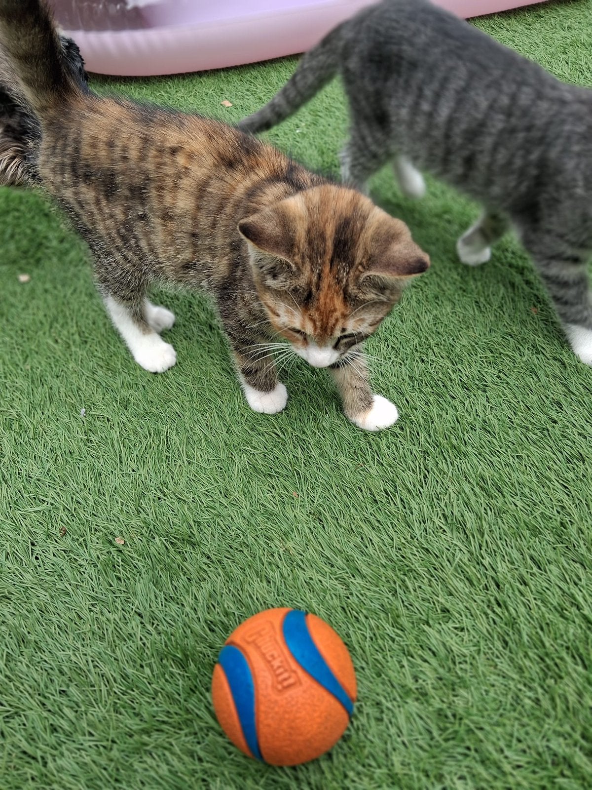 Gratis afhalen vrouwtjes kitten, Dieren en Toebehoren, Katten en Kittens | Raskatten | Korthaar, Poes