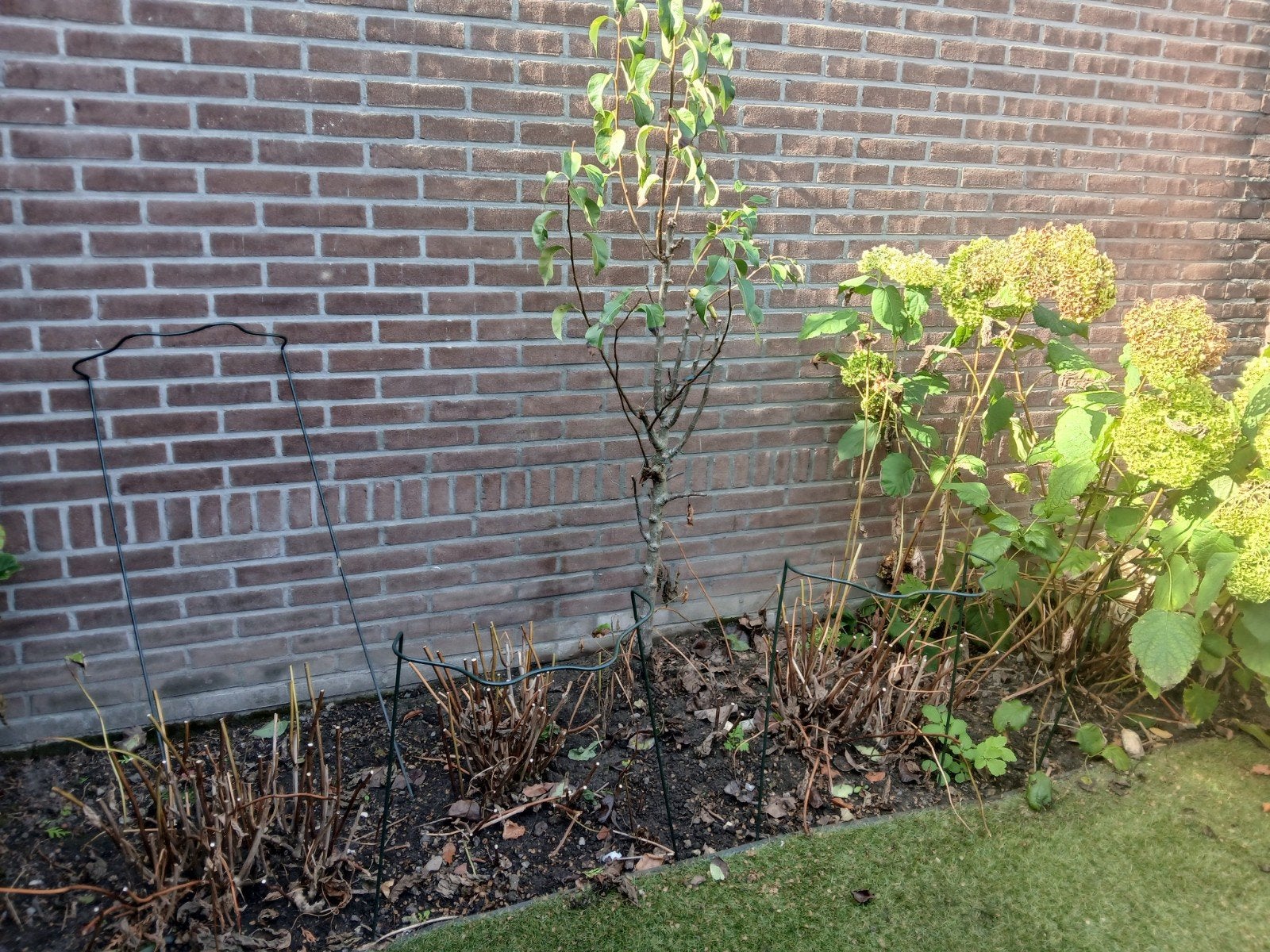 gratis perenboom, Anna bel en hortensia., Ophalen, Hout, Minder dan 3 meter, 1 tot 2 meter