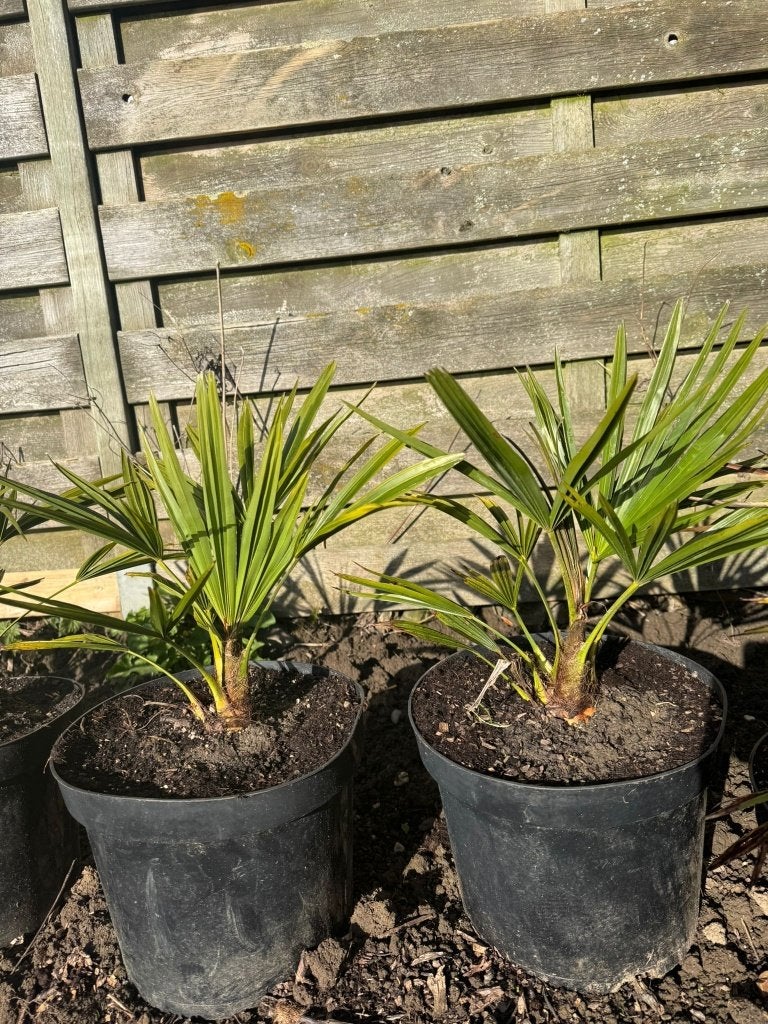 bloempot, Tuin en Terras, Ophalen, Rond, Binnen, Zo goed als nieuw