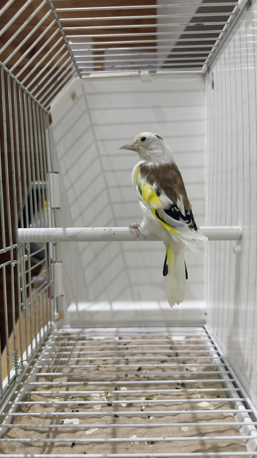 Major putter, Dieren en Toebehoren, Mannelijk, Wildzangvogel