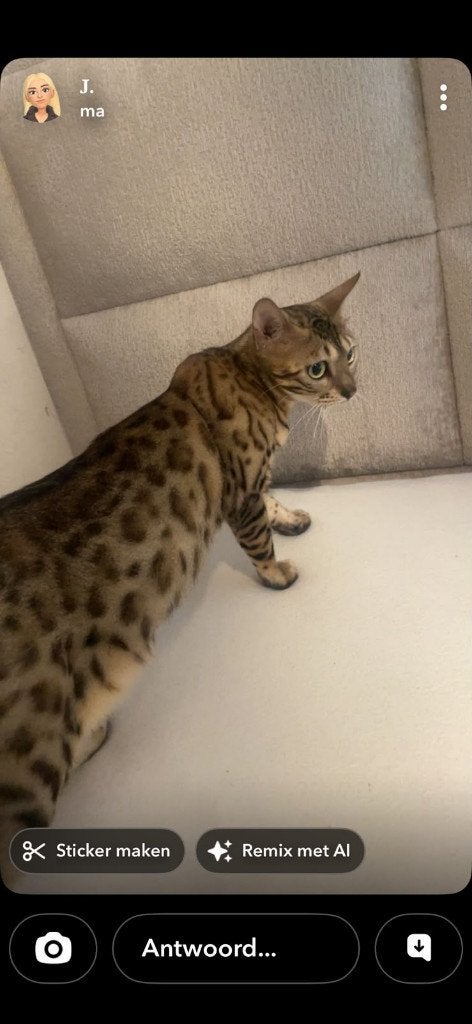 Bengaal Kat, Poes, Gechipt, 0 tot 2 jaar