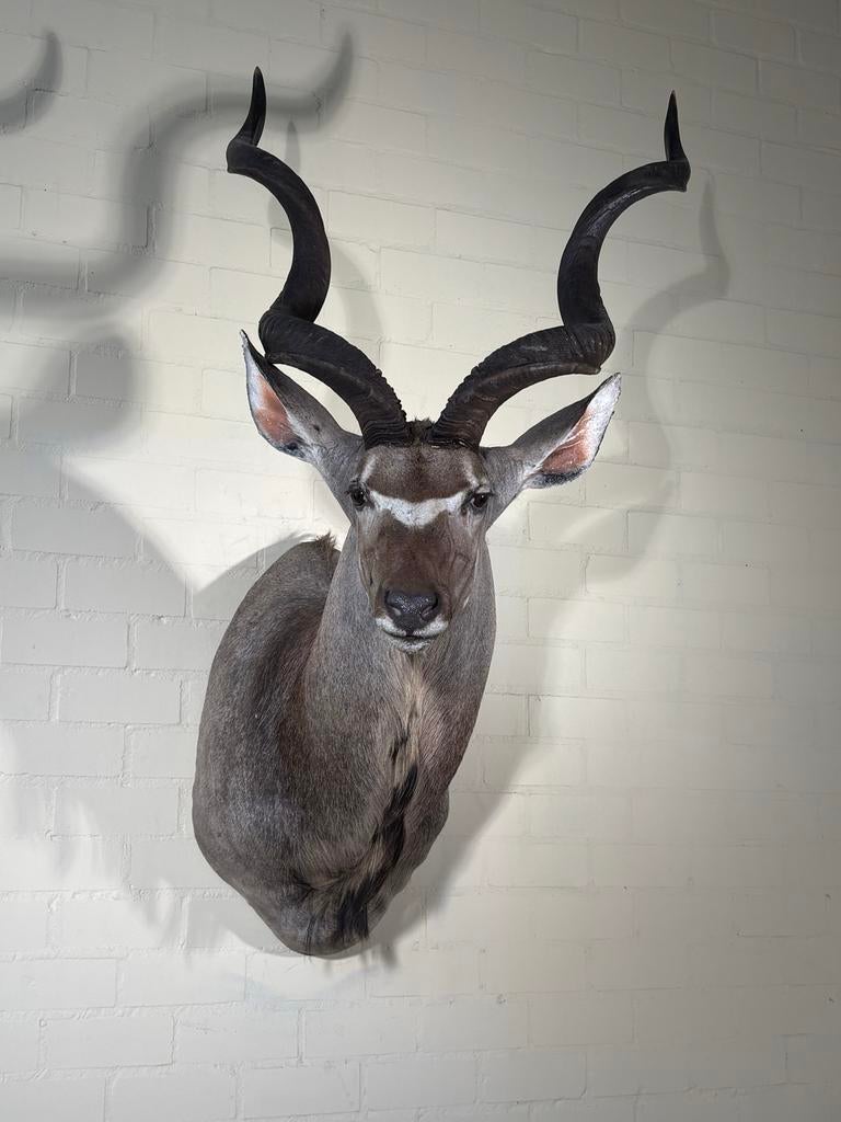Prachtige Kudu Opgezette Kop - Uniek Decoratiestuk, Ophalen, Zo goed als nieuw, Wild dier, Opgezet dier