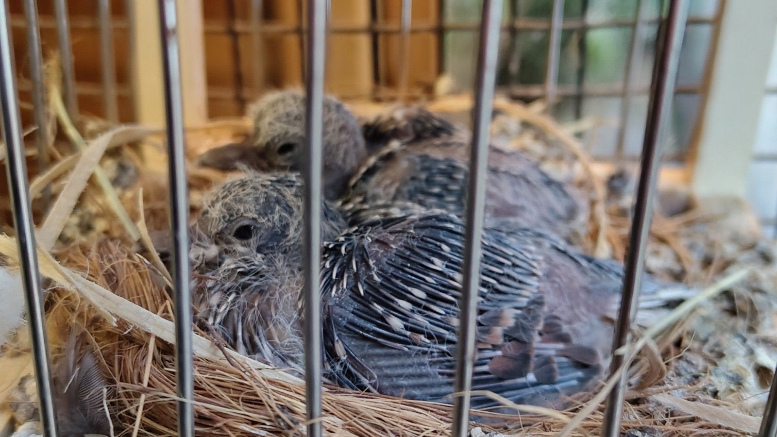 Vredesduifjes Vredesduif, Dieren en Toebehoren, Geslacht onbekend, Geringd