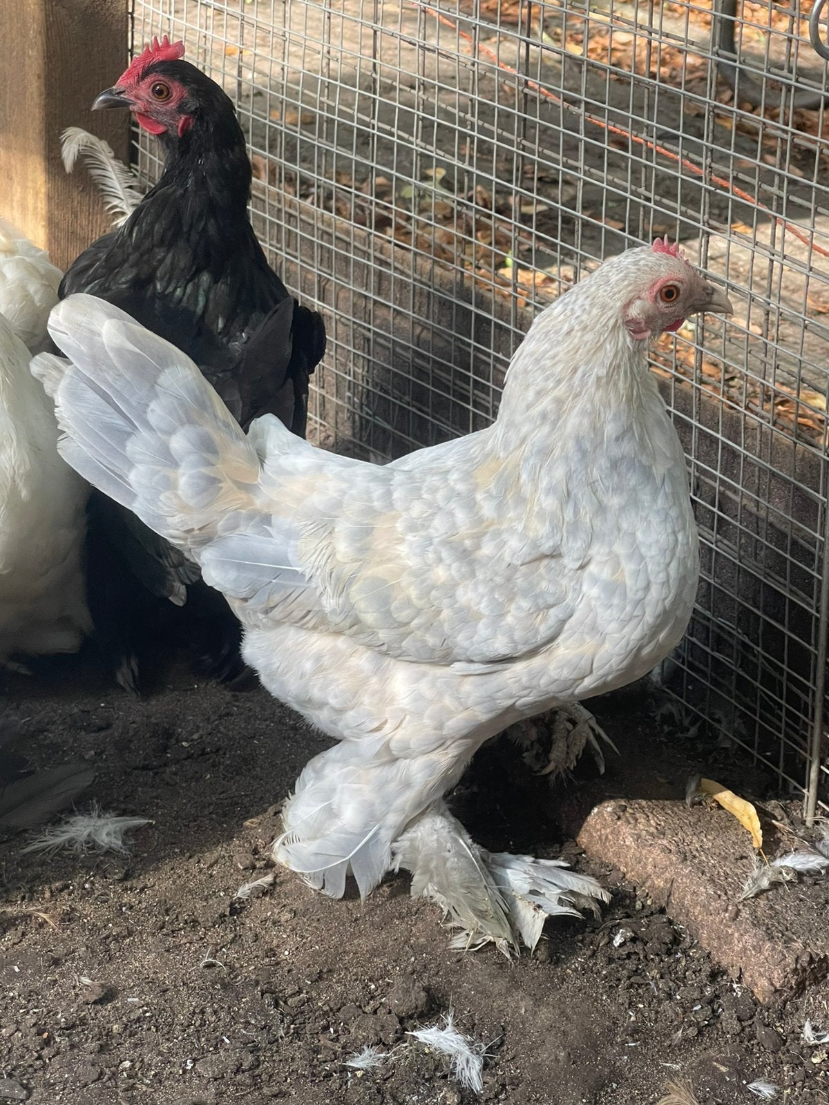 Sabelpoot kriel hennen van 1 jaar oud, Vrouwelijk, Kip