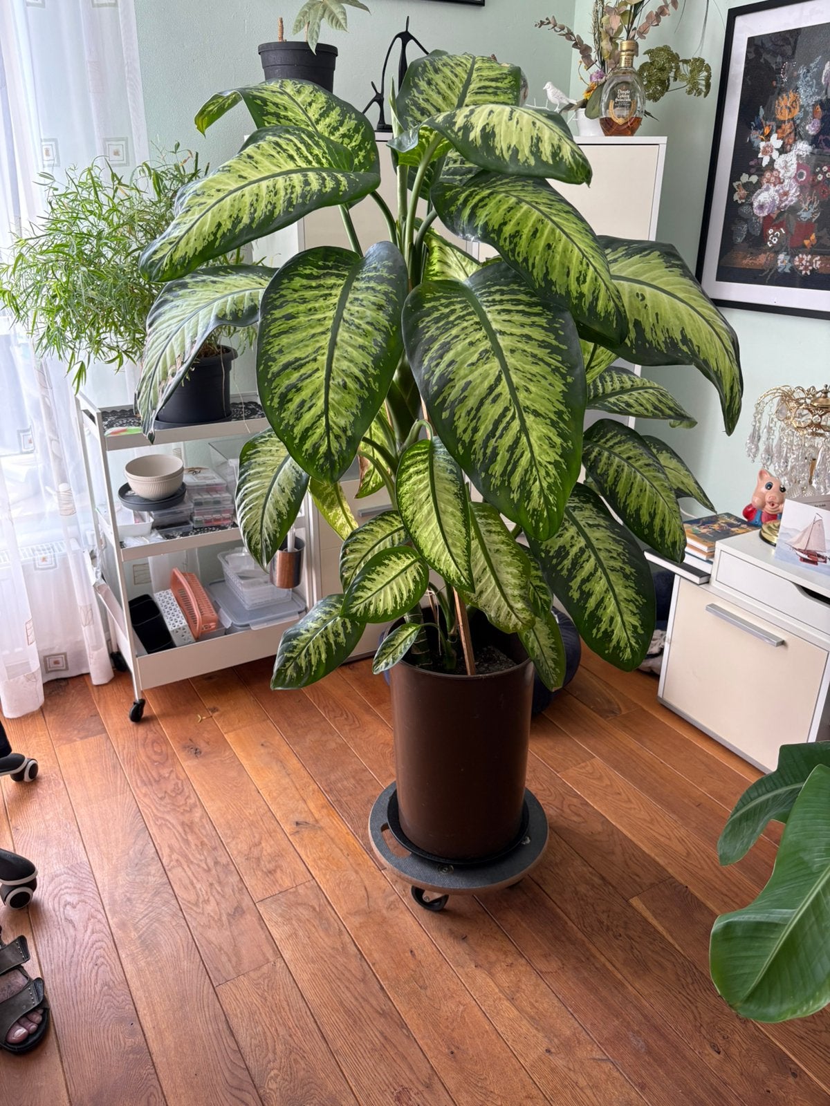 Kamerplant, Ophalen, Halfschaduw, 100 tot 150 cm