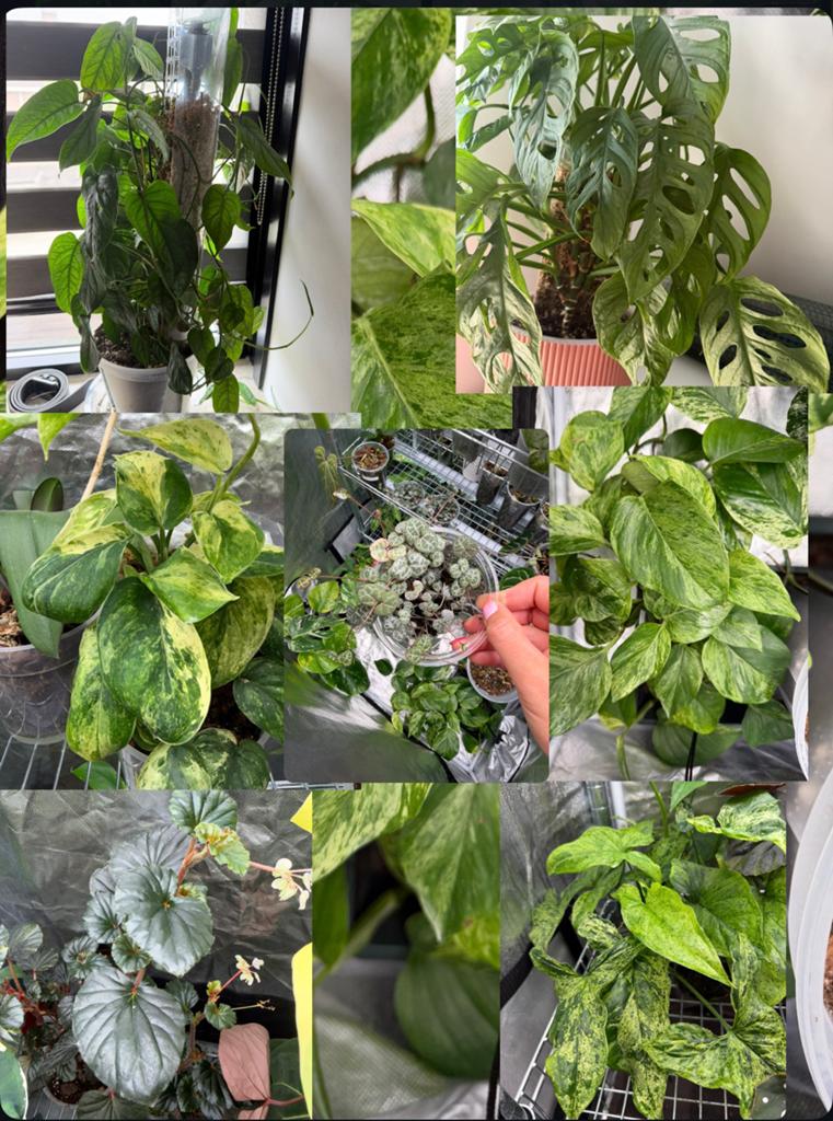 Plantenpakket 7 soorten, €20 incl verzendkosten!, Ophalen of Verzenden, Halfschaduw, Minder dan 100 cm