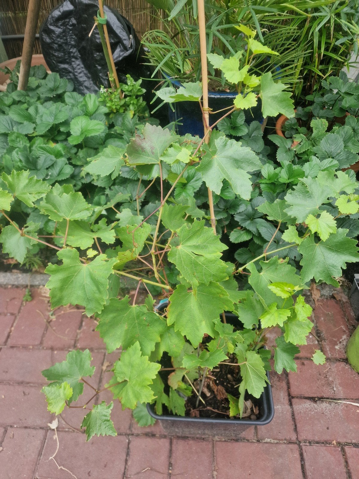 Druif Kodrianka, Volle zon, 250 tot 400 cm, Zomer, Overige soorten