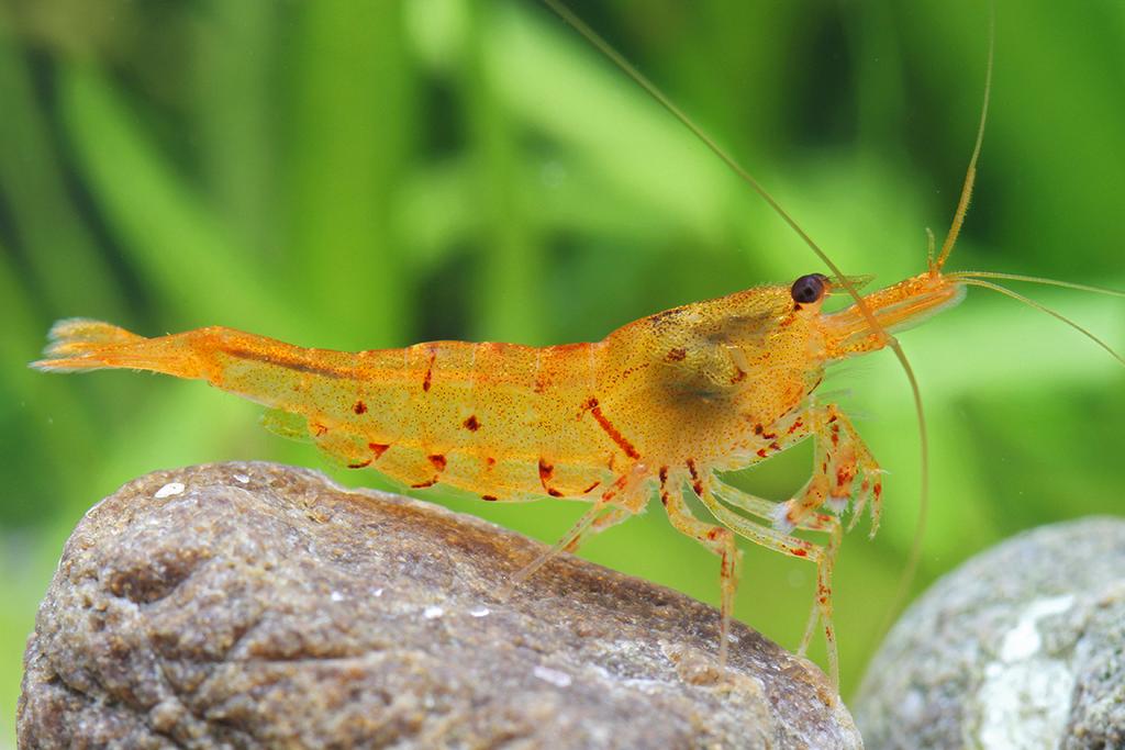 🦐 Oranje Tijger garnalen (Kraanwater Caridina), Kreeft, Krab of Garnaal