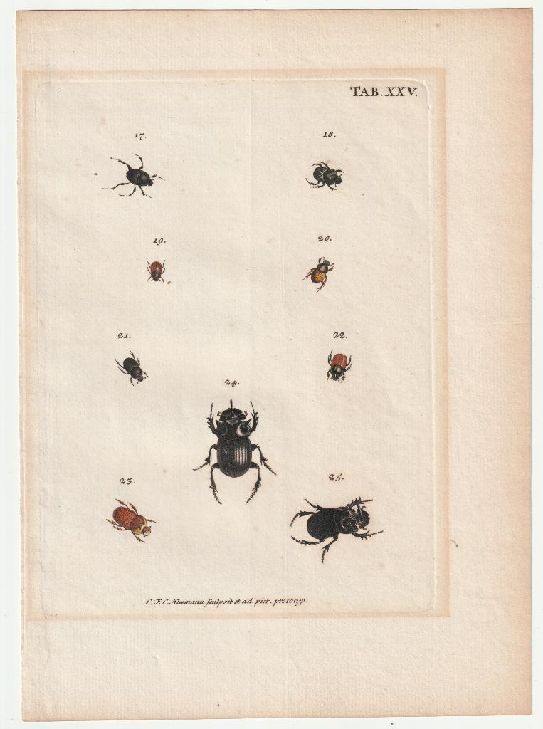 Gravure kevers J.E. Voet Kleemann 1805 torren insecten, Antiek en Kunst, Kunst | Etsen en Gravures, Gravure, Blanco verso, Handgekleurd