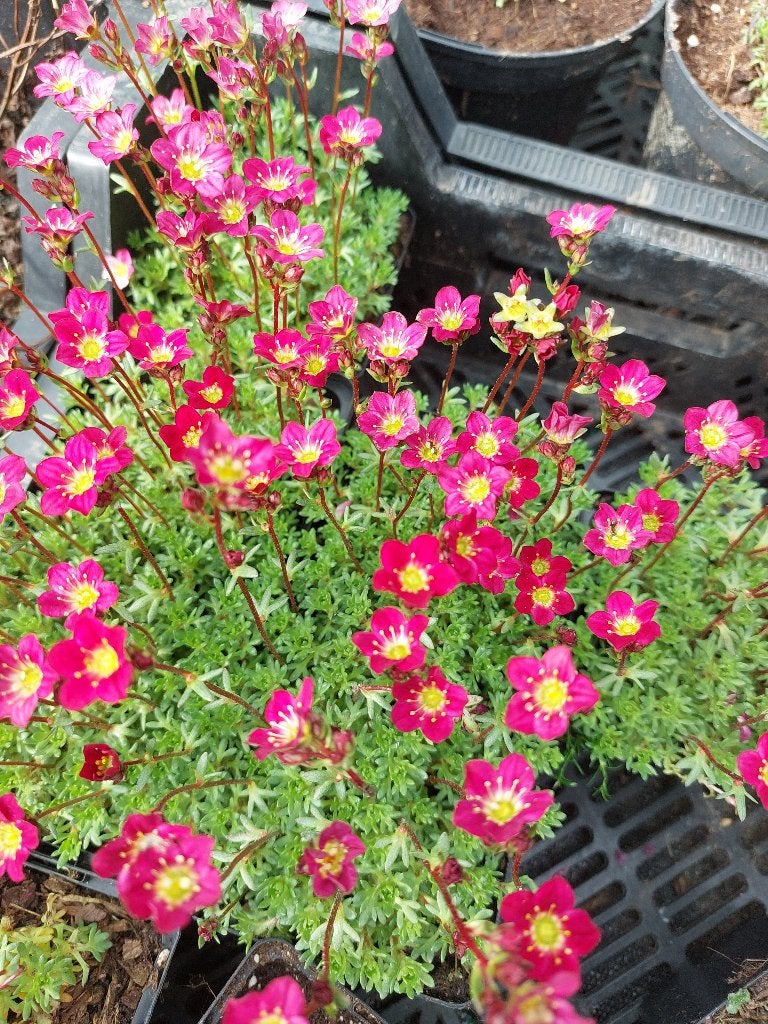 Saxifragia 'carpet pink', Volle zon, Vaste plant, Lente, Ophalen