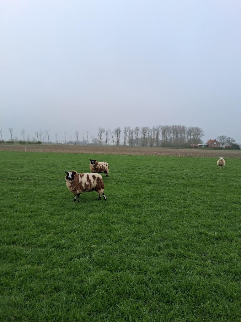 Bonte luxe ooien, Vrouwelijk, Schaap, 0 tot 2 jaar