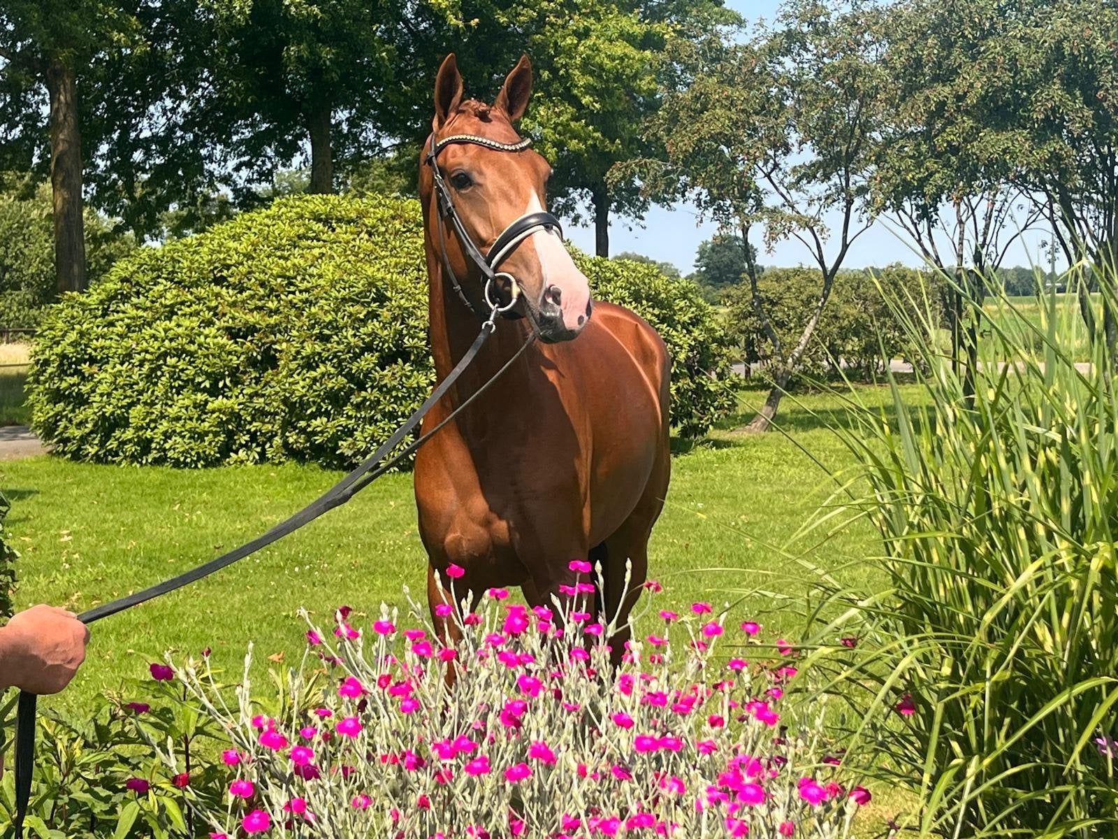 3 jarig dressuurpaard merrie, Dieren en Toebehoren, Paarden, Merrie, Met stamboom, Dressuurpaard, 3 tot 6 jaar