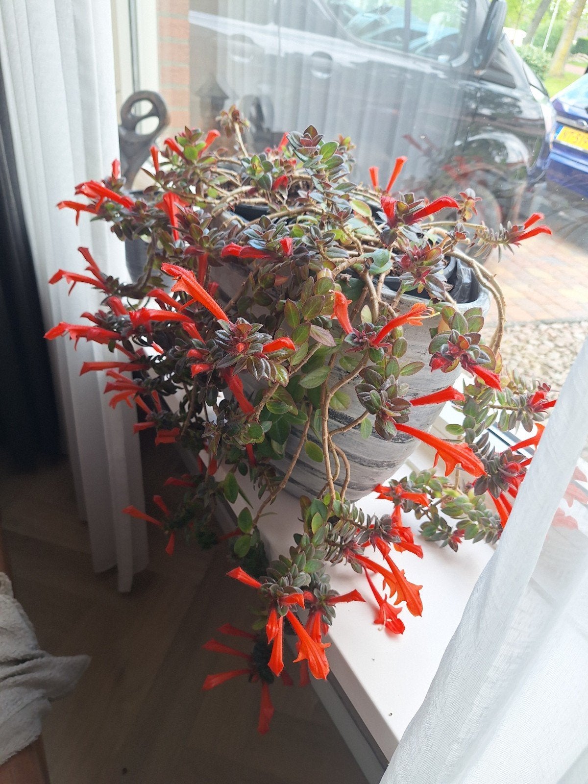 Stekjes van de lipstick plant, Ophalen, Halfschaduw, Minder dan 100 cm