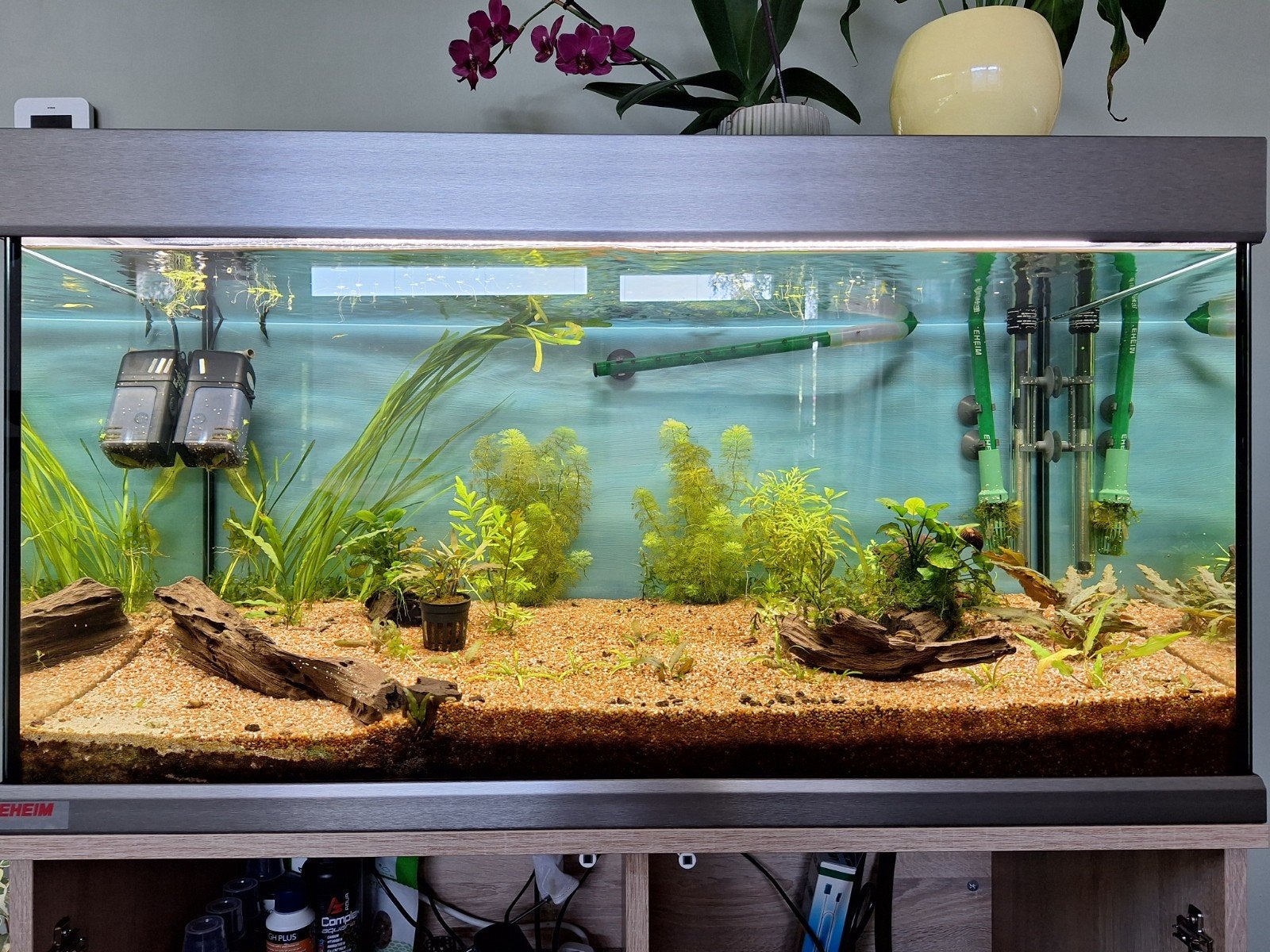 Aquariumplanten set en plantenvoeding, Dieren en Toebehoren, Ophalen, Gebruikt, Plant(en), Steen of Hout