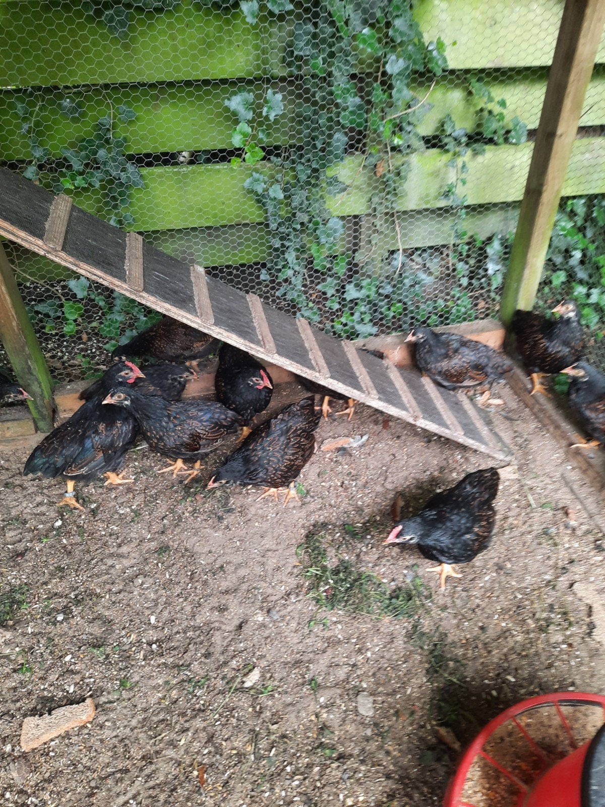 Barnevelder kriel, Meerdere dieren, Kip