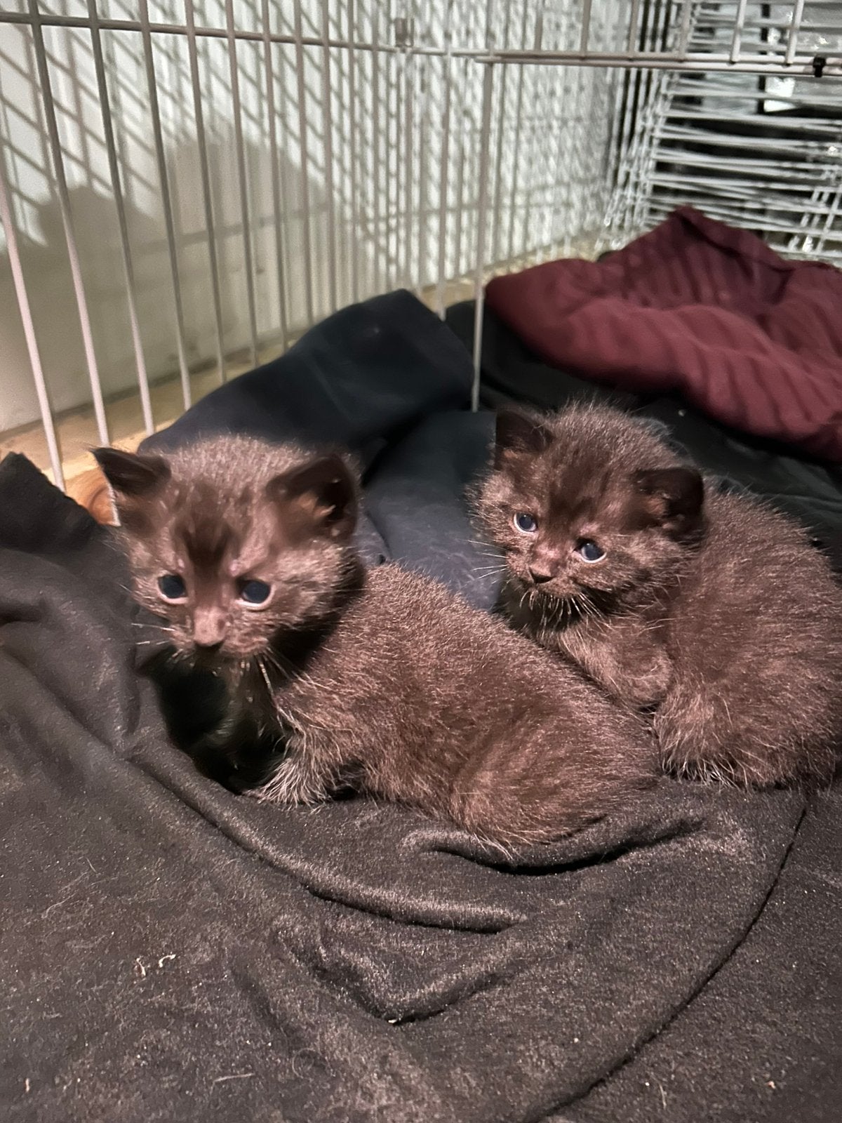 Lieve ragdoll kittens🩵🩷🩵🩵, Meerdere dieren, 0 tot 2 jaar