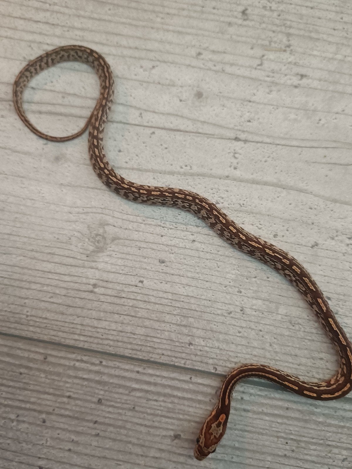jonge rattenslangen Rat Snake photo 2