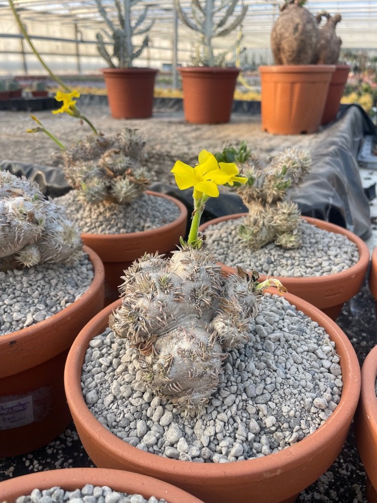 Caudex Pachypodium Brevicaule van oorsprong Madagaskar, Huis en Inrichting, Overige soorten, Ophalen of Verzenden, In pot, Minder dan 100 cm