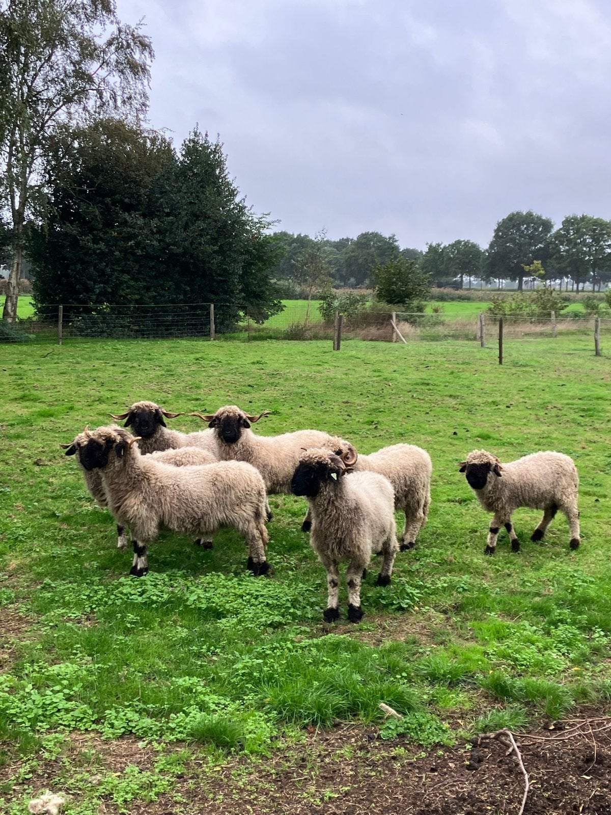 Koppel walliser schwarznase schapen, Dieren en Toebehoren