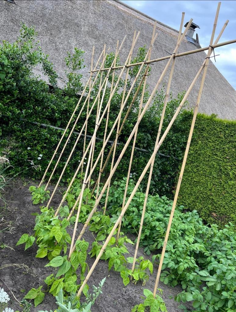 Bonenstokken bamboe tonkin plantondersteuning boomgeleiding