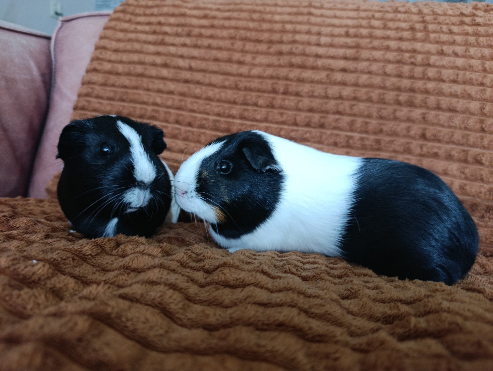 2 cavia's met groot hok, Dieren en Toebehoren, Mei, Vrouwelijk, Cavia