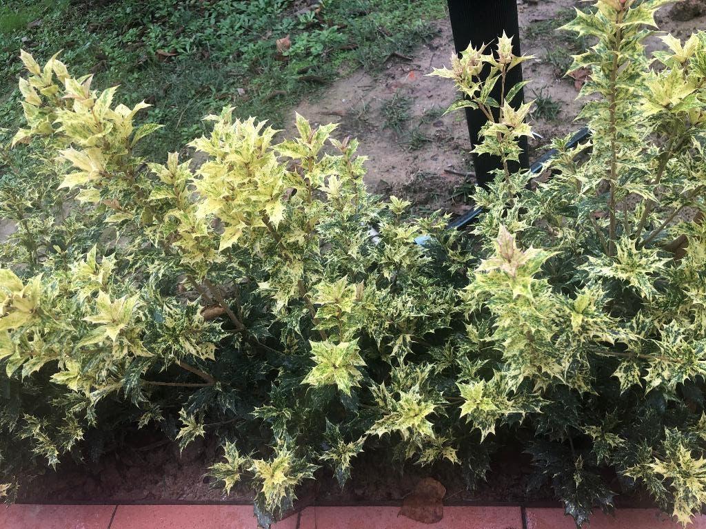 Schijnhulst voor haagje 3 KLEUREN, TRICOLOR, buxus vervanger, Volle zon, Vaste plant, Bloeit niet, Ophalen