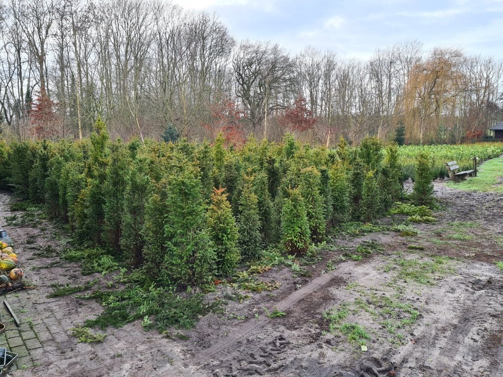 Taxus baccata tot 140! cm Nu flinke korting!, Ophalen of Verzenden, Overige soorten, 100 tot 250 cm