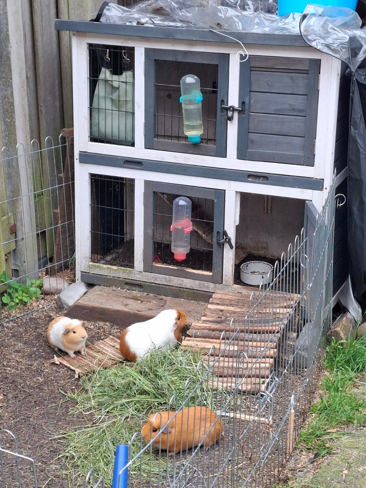 Caviahok - compleet met assecoires, Hok, Cavia, Ophalen, Minder dan 60 cm