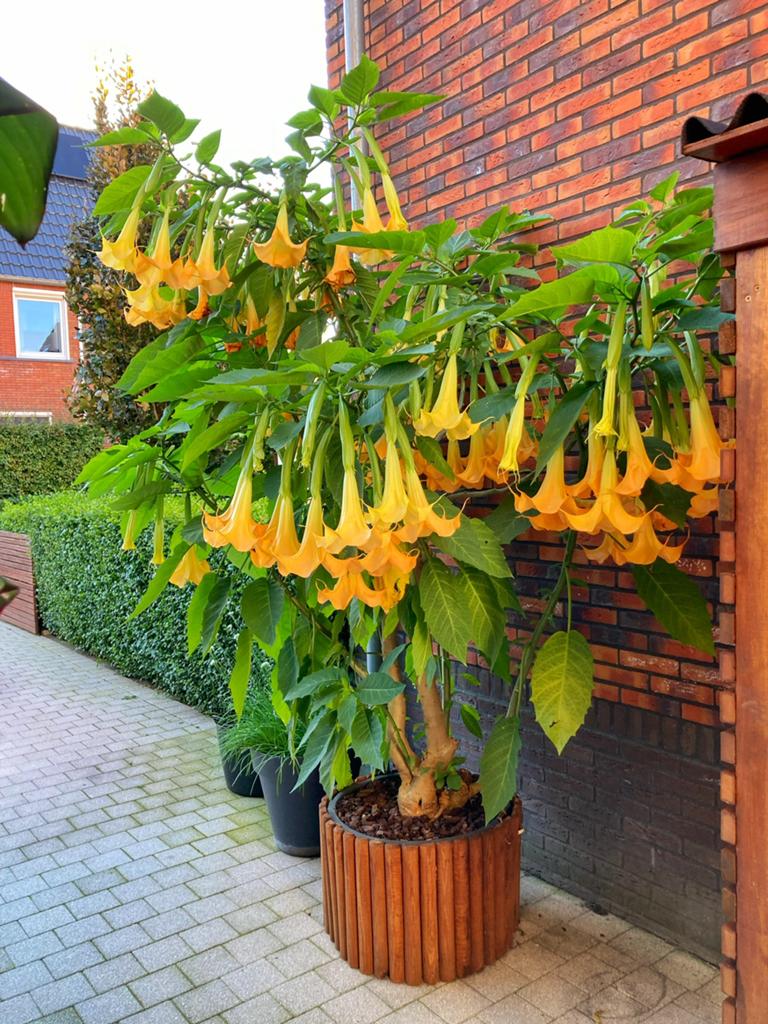 Brugmansia Geel geworteld in pot, Tuin en Terras, Planten | Tuinplanten, Ophalen, Overige soorten, Volle zon
