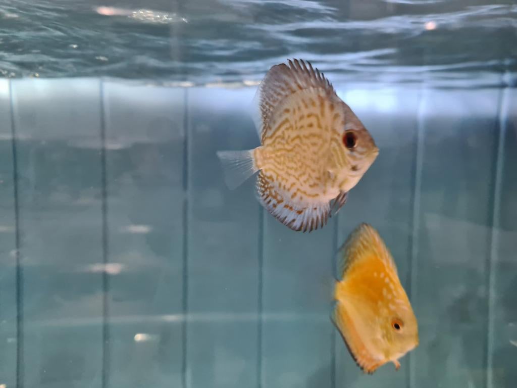 Giant Blue Flora Discus, Symphysodon Discus, Dieren en Toebehoren, Vis, Zoetwatervis