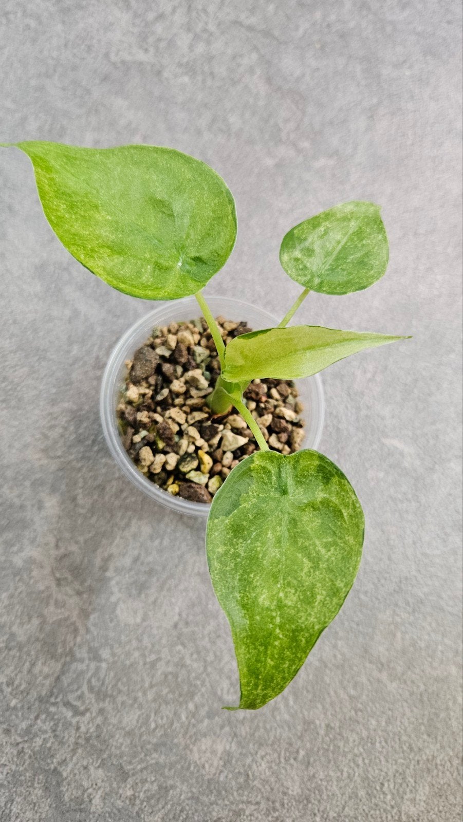 Alocasia cucullata Aurea/Mint Variegata, Ophalen of Verzenden, Halfschaduw, Minder dan 100 cm