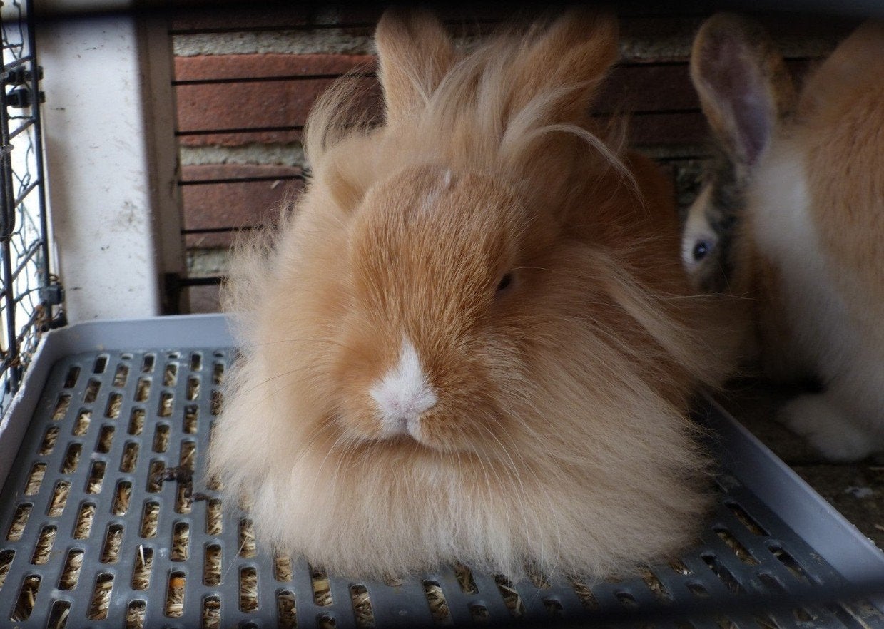 Dwerg konijn/leeuwenkop, Dieren en Toebehoren, Konijnen, Dwerg, Vrouwelijk, 0 tot 2 jaar