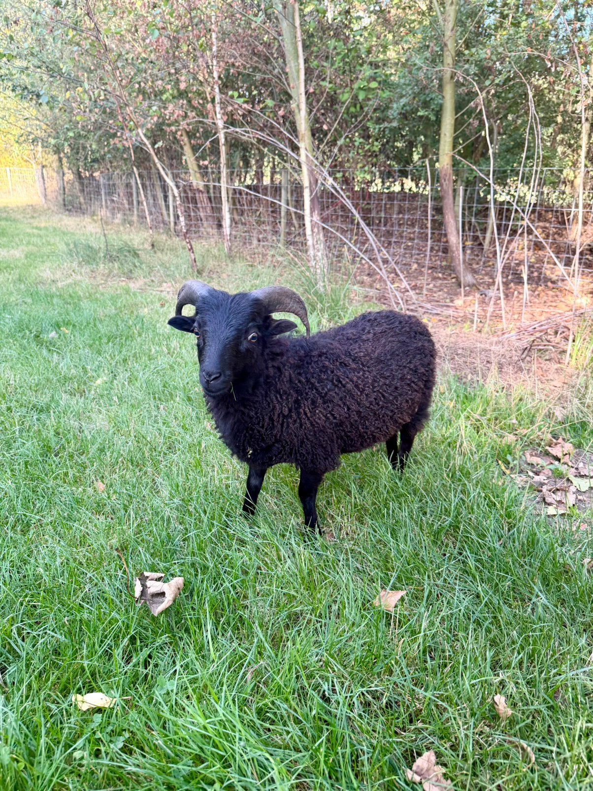 Ouessant ram te koop, Mannelijk, Schaap, 0 tot 2 jaar