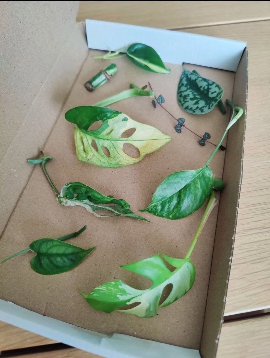 Stekjesbox Specials variegata, Huis en Inrichting, Ophalen, Halfschaduw, Minder dan 100 cm