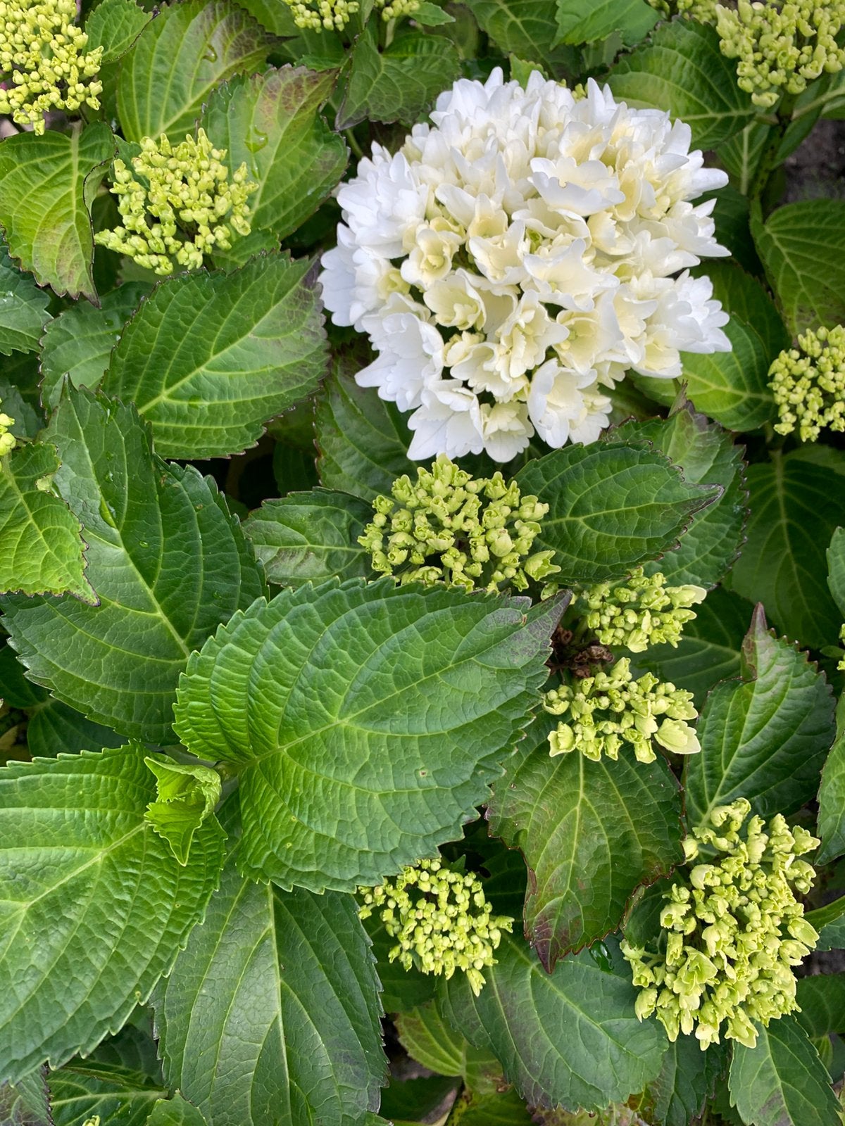 Hortensia planten, Ophalen of Verzenden, Overige soorten, Volle zon