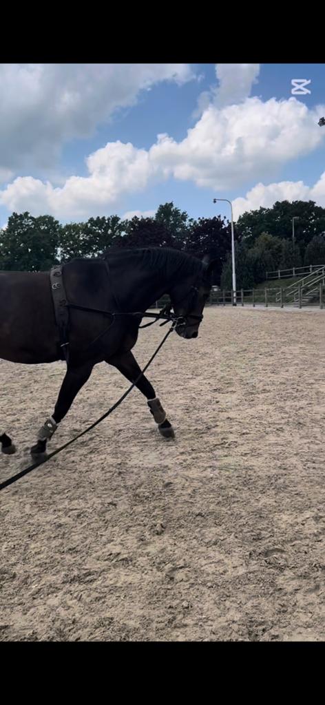 Verzorg/ bijrijd paard of pony gezocht, Ophalen of Verzenden