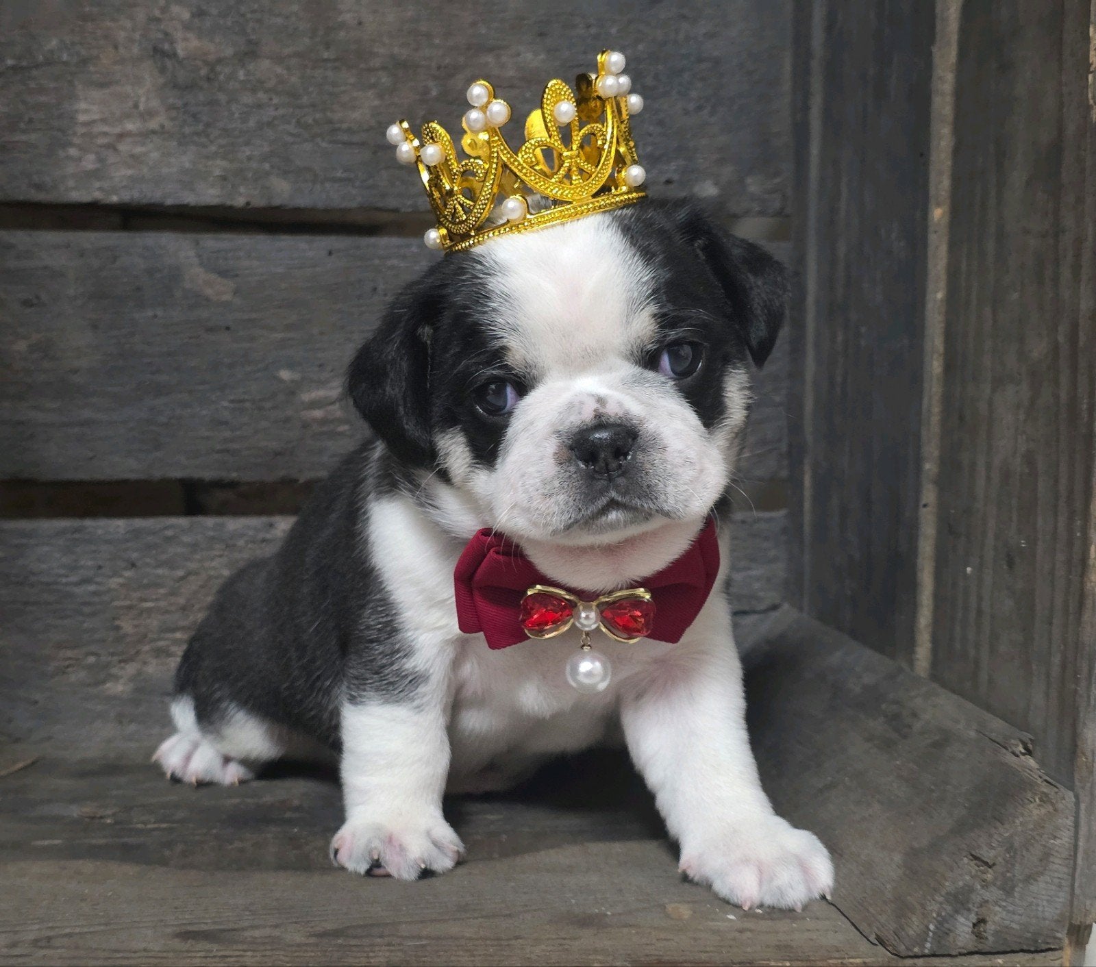 Prachtige Retro mops pups uit geteste ouders, Dieren en Toebehoren, Parvo, Reu, 8 tot 15 weken, Meerdere