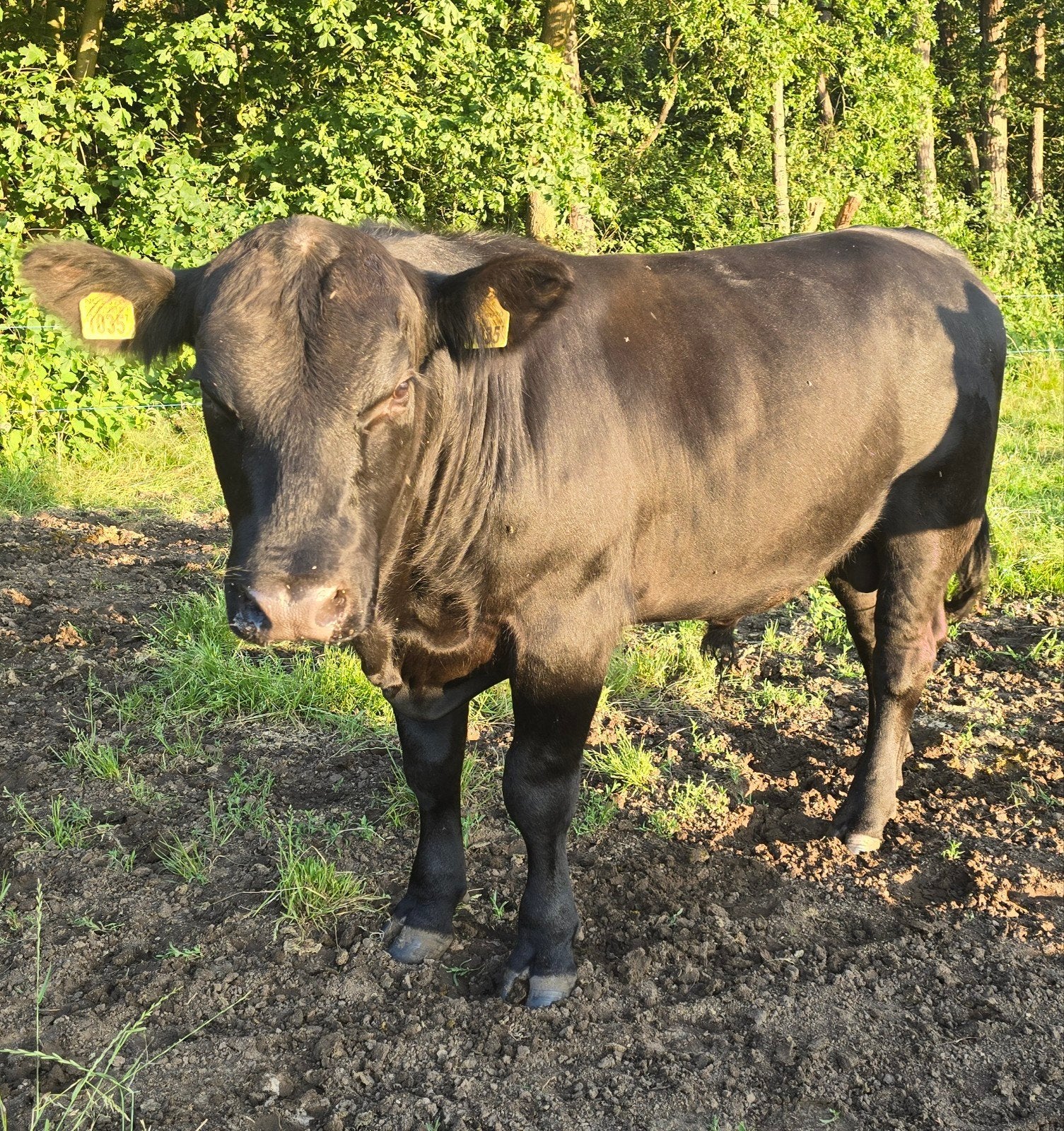 Black Angus Stier 16mnd, Mannelijk