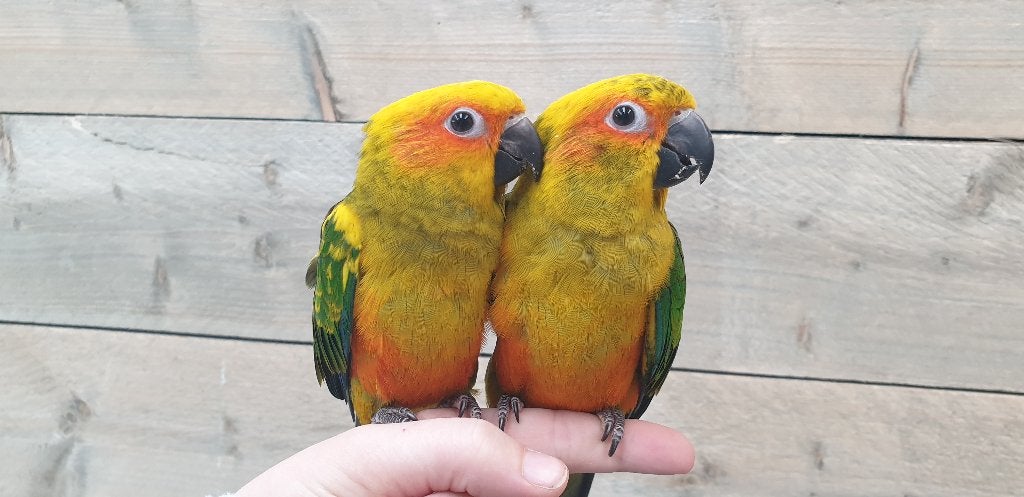 Jonge Baby Zonparkieten | Handtam | Aanhankelijk, Dieren en Toebehoren, Vogels | Parkieten en Papegaaien, Meerdere dieren, Parkiet