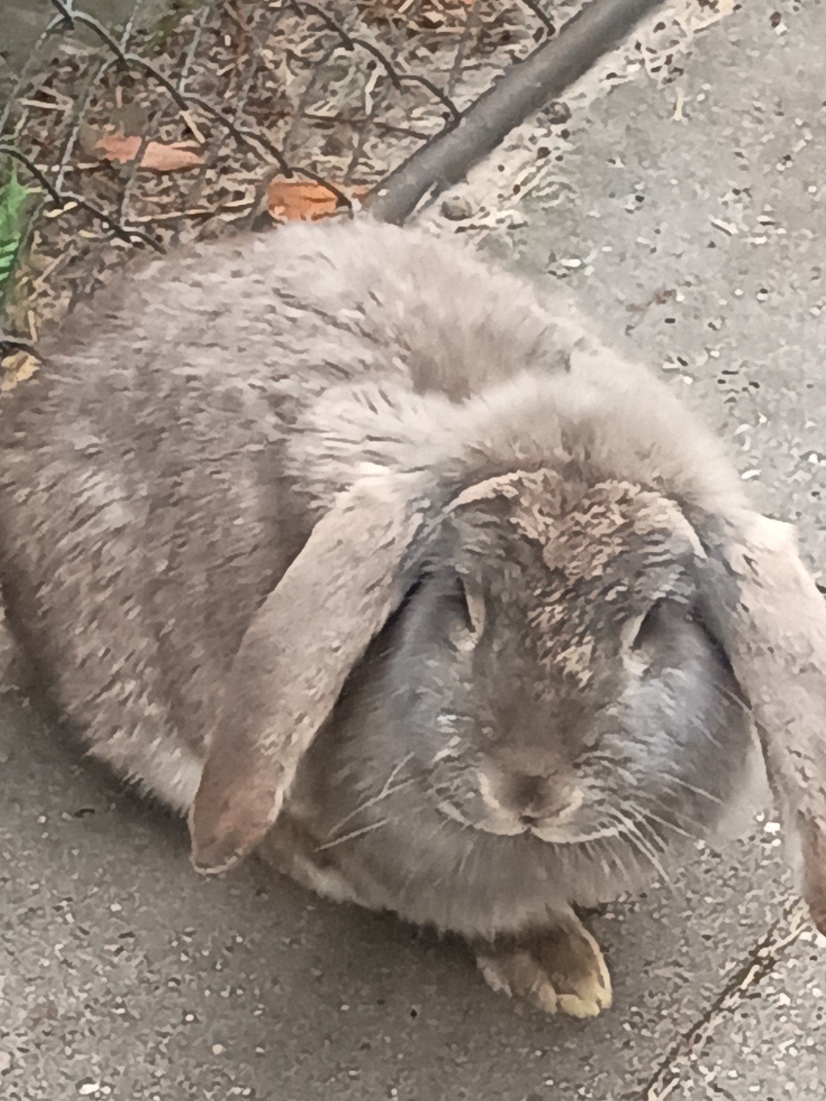 Franse hangoor konijn, Dieren en Toebehoren, Konijnen, Vrouwelijk, Hangoor